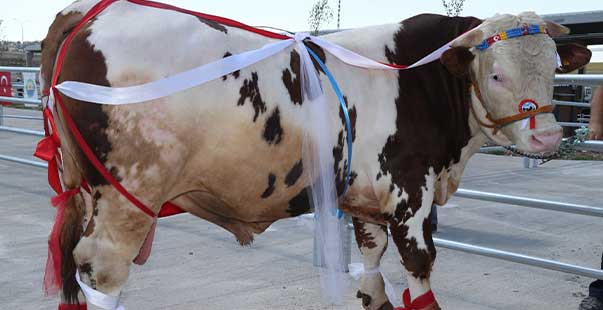 Kurbanlık Tosunlar Podyumda Güzelliklerini Sergiledi