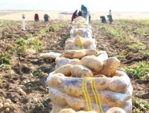 Niğde’de Yazlık Patates Hasadı Başladı