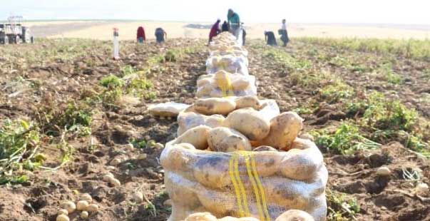 Niğde’de Yazlık Patates Hasadı Başladı