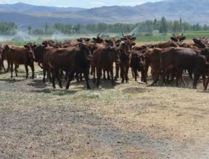 4 Bin Yıllık Geçmişi Olan Yerli Sığır Irkı “Doğu Anadolu Kırmızısı” Koruma Altına Alındı