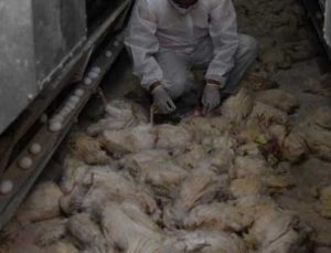 Tavuk Çiftliğinin Deposunda Çıkan Yangında 10 Bin Tavuk Telef Oldu