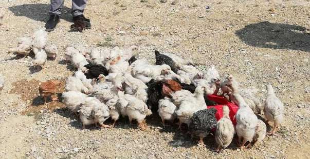 Ölüme Terk Edilen Civcivler Toplanmaya Başlandı