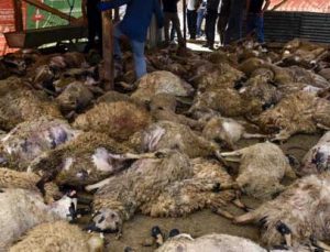 Gümüşhane’de Ağıla Giren Kurtlar 103 Koyunu Telef Etti, 43 Koyunu Yaraladı