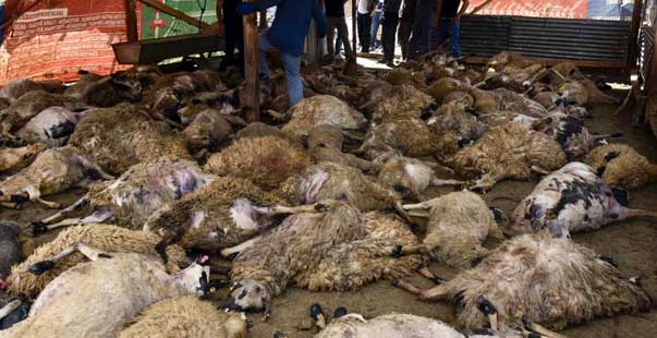 Gümüşhane’de Ağıla Giren Kurtlar 103 Koyunu Telef Etti, 43 Koyunu Yaraladı