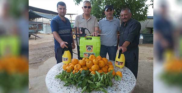 Kimsenin Kıymetini Bilmediği Turunç Bitkisinden Dezenfektan Üretildi