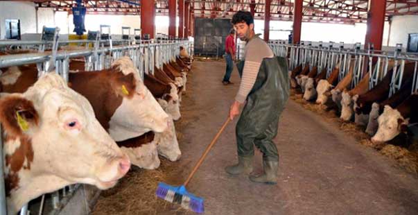 Hayvancılık Yatırım Desteği Başvuruları Başladı