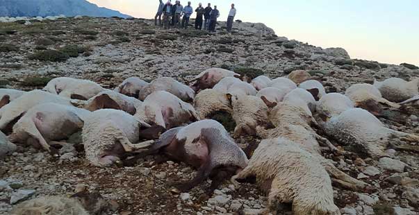 Kahramanmaraş’Ta Yıldırım Düştü 86 Koyun Telef Oldu