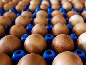 Yumurta Üreten Sayısı Azalıyor