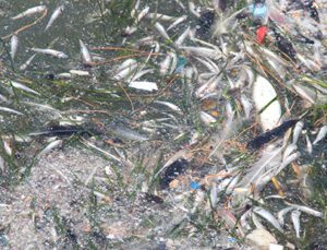 Bostanlı Sahile Ölü Balıklar Vurdu