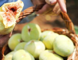 Tescilli Abbas İnciri’Nde Hasat Dönemi