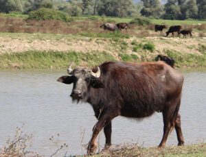 Afrika Belgesellerini Aratmayan Görüntüler