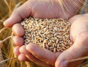Tmo Buğday Ve Arpa Alımı Için Uluslararası Ihale Açtı