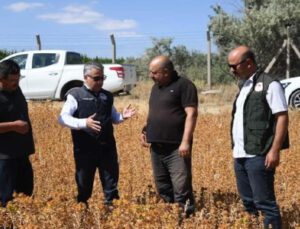 Doğal Şifa Kaynağı Olan Aspir’in Hasadı Yaklaşıyor