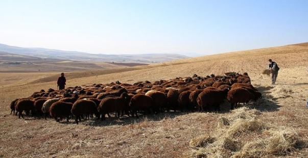 Bayburt Hayvancilik