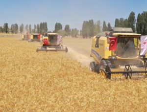 Sivas’A Özgü Zeron Buğdayının Hasadı Başladı