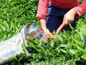 Çay Kanunu Için Artık Top Tarım Ve Orman Bakanlığı’nda