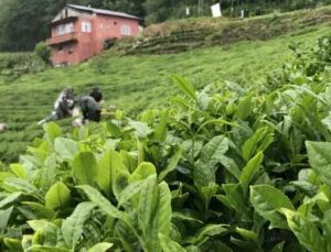 Selden Etkilenen Yaş Çay Fabrikaları Üretime Geçti