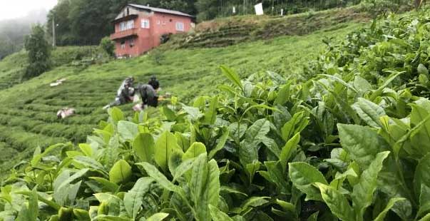 Selden Etkilenen Yaş Çay Fabrikaları Üretime Geçti