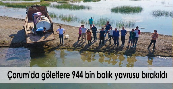 Çorum’Da Göletlere 944 Bin Balık Yavrusu Bırakıldı