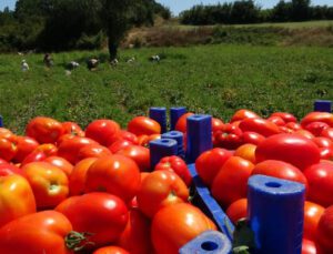 Çanakkale’de Domates Hasadı Sancılı Başladı: Tarlada Ucuz, Zincir Marketlerde 10 Katına Satılıyor