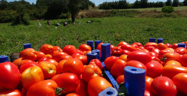 Çanakkale’de Domates Hasadı Sancılı Başladı: Tarlada Ucuz, Zincir Marketlerde 10 Katına Satılıyor