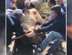 Artvin’de Su Yalağına Düşen Ineği Böyle Kurtardılar