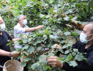 Fındık Hasadı Başladı, Vali Ve Başkan Bahçeye Girdi