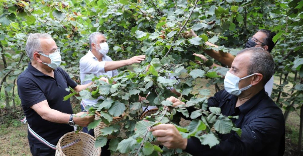 Fındık Hasadı Başladı, Vali Ve Başkan Bahçeye Girdi