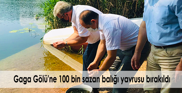 Gaga Gölü’Ne 100 Bin Sazan Balığı Yavrusu Bırakıldı