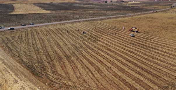 Gürün’De Ilk Defa Ekilen Azkan Çeşidi Nohudun Hasadı Yapıldı