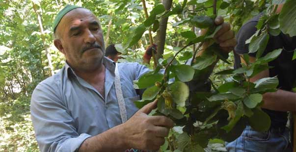 Hizan Fındığının Hasadına Başlandı