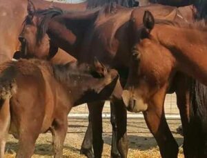 Ölüme Terk Edilen Ikinci ‘At’ Vakası