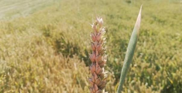 Pazarlar’Da Yerli Buğdayın Deneme Ekiminden Yüksek Verim Alındı