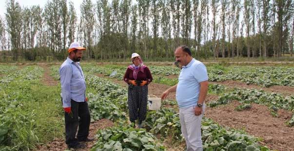 Iğdır İl Tarım Müdürü Yolcu, Tarlada Çalışan Çiftçileri Dinledi