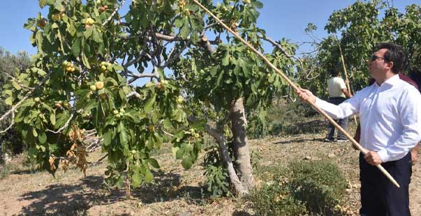 Protokol, Köylülerle Incir Hasadına Katıldı