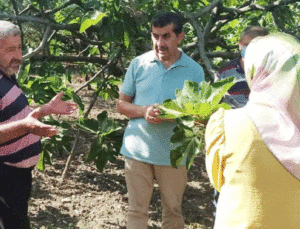 Dalında Kuruyup Dökülen Kara Incir Için Araştırma