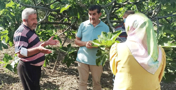 Dalında Kuruyup Dökülen Kara Incir Için Araştırma