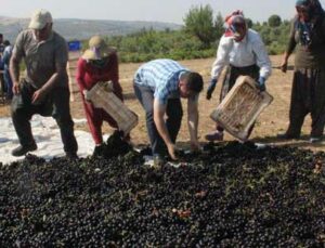 Kilis Horoz Karası Üzümü Kurumaya Bırakıldı