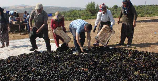 Kilis Horoz Karası Üzümü Kurumaya Bırakıldı