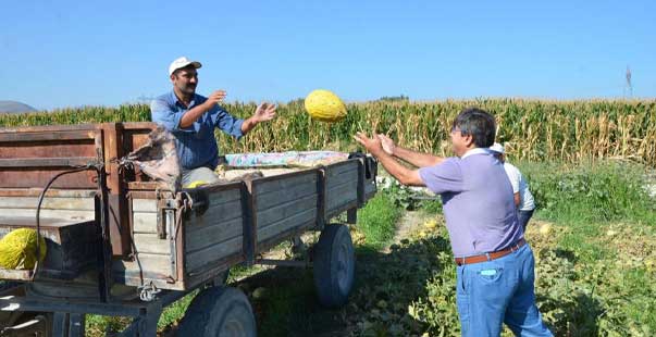 Kırkağaç Kavununda Ilk Hasat Yapıldı