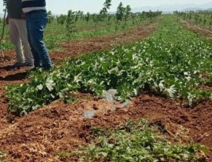 Tavas Kavununda Hasat Zamanı Geldi