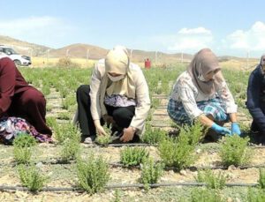 Malatya’Da Kekik Hasadı Başladı