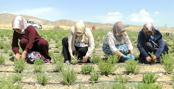 Malatya’Da Kekik Hasadı Başladı