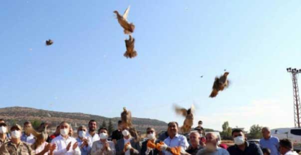 32 Köyde 900 Adet Kınalı Keklik Doğaya Bırakıldı