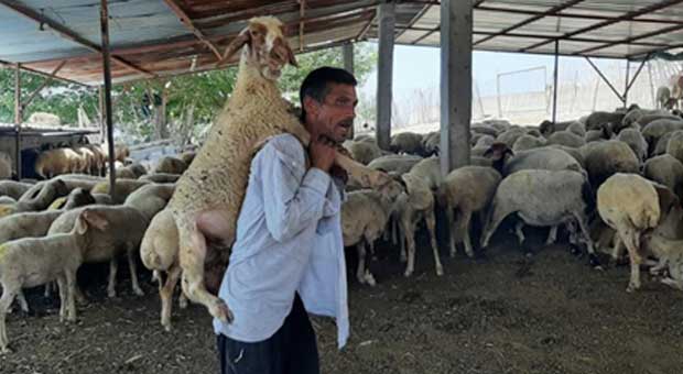 Yorulan Koyunu Ahıra Kadar Sırtında Taşıdı