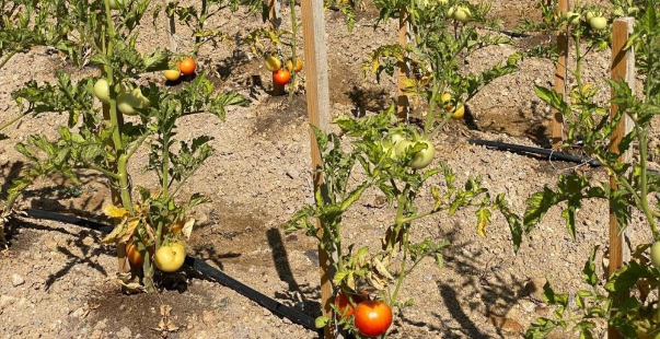 Pursaklar’da Ata Tohumları Ilk Ürünlerini Vermeye Başladı