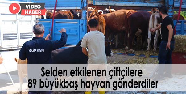 Selden Etkilenen Çiftçilere 89 Büyükbaş Hayvan Gönderdiler