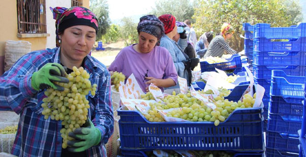 Çekirdeksiz Sultaniye Üzümü’Nün Ihracat Yolculuğu Başladı