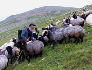 Karadeniz’In Son Sürü Sahipleri