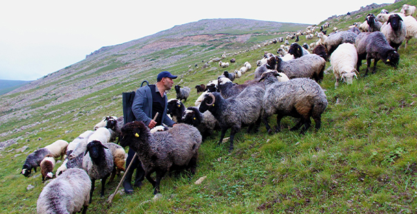 Karadeniz’In Son Sürü Sahipleri